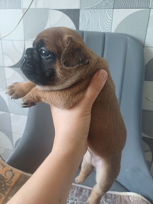 Щенок французского бульдога