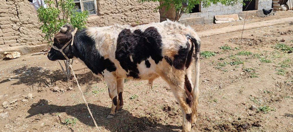 Assalomu alaykum 2yoshli hukizcha sotiladi 16mln kelishiladi narx