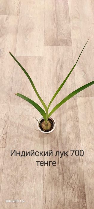 Продам комнатные цветы