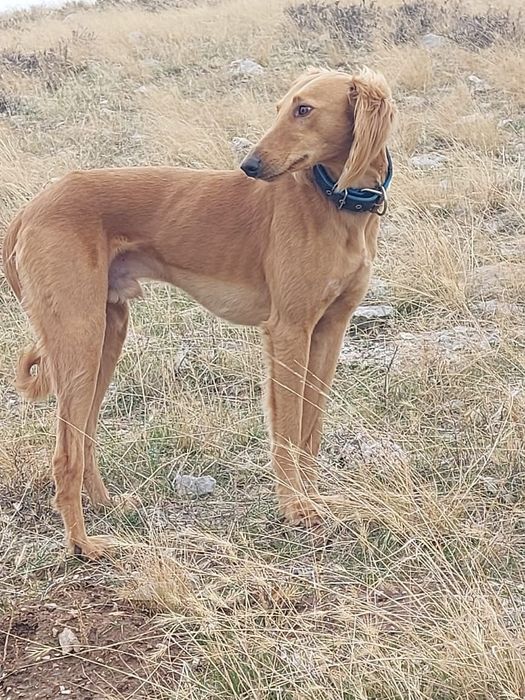 Потерялся собака