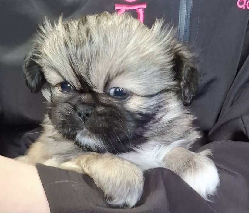 Сладки пекинези.