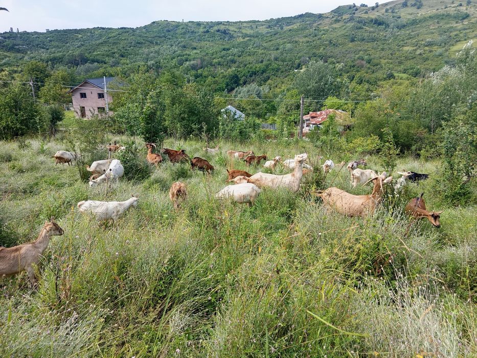 Capre  cu  lapte