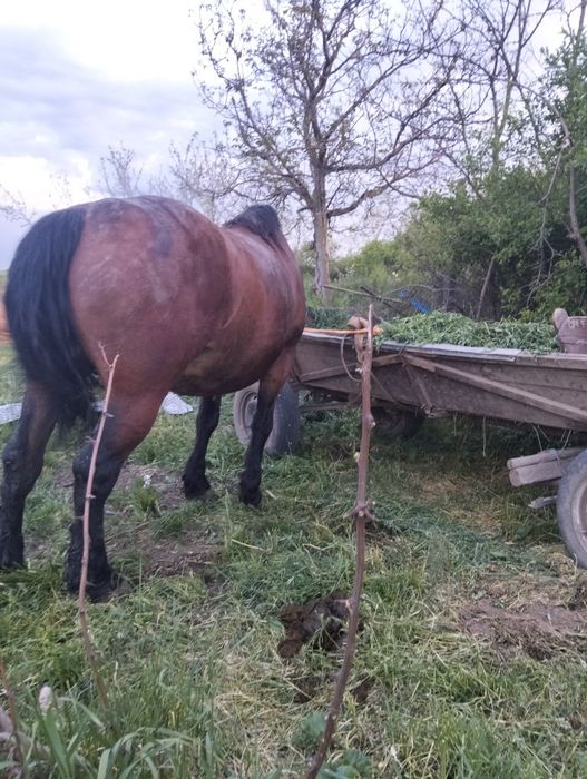 Vând cal de 4 ani blând și mere bine la ham poate umbla ori cine cu el ham