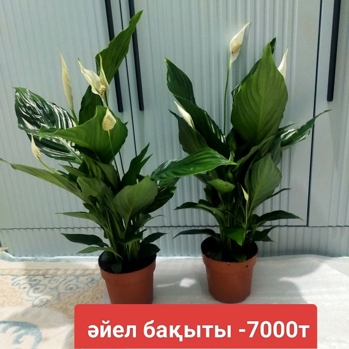 Свежие комнатные цветы