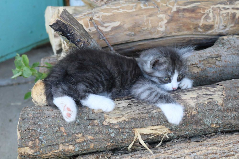 Котята бесплатно