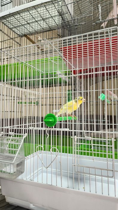 Канарейка сотилади