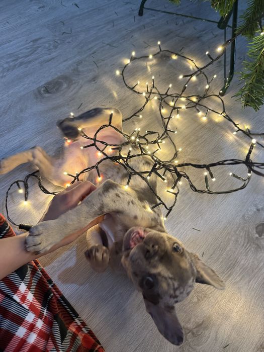 Френски булдог цвят Мерле