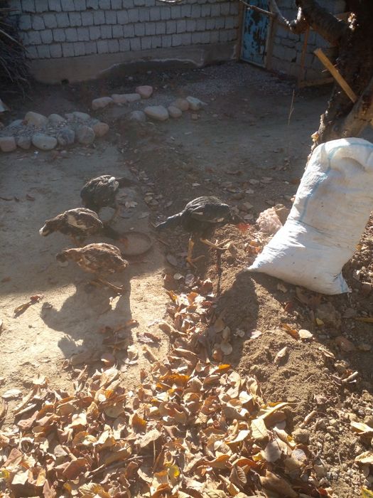 Дакайн жужлар сотлди.200000миндан донси