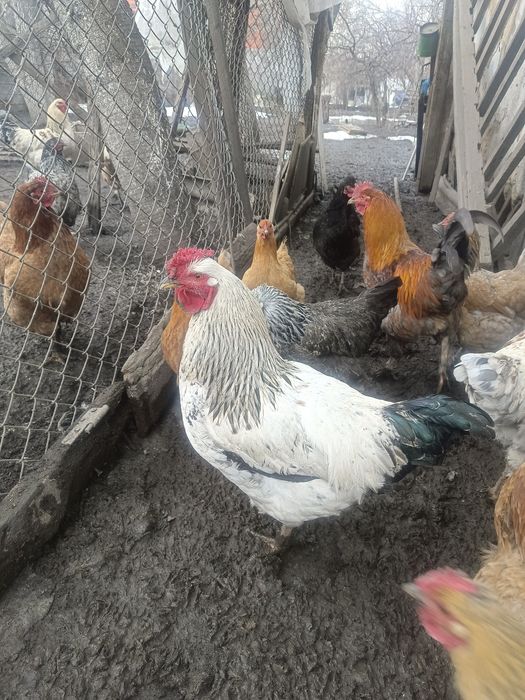 полубрам.привитый.