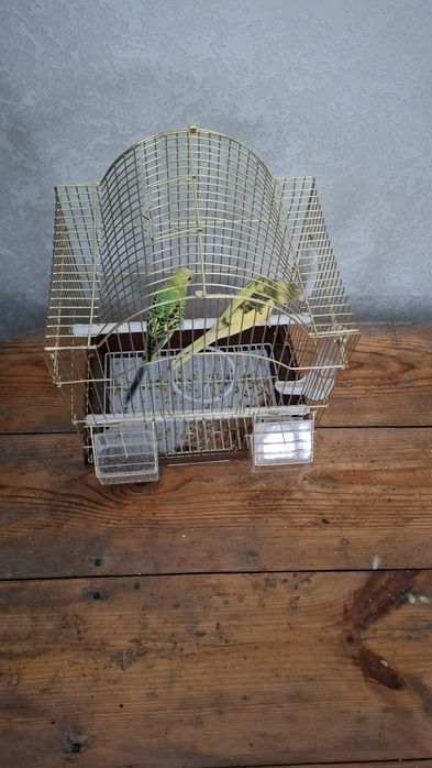 Продам попугая. 2 шт.