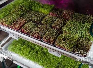 Агро вата для выращивание томатов, огурцы, баклажаны, сладкий перец