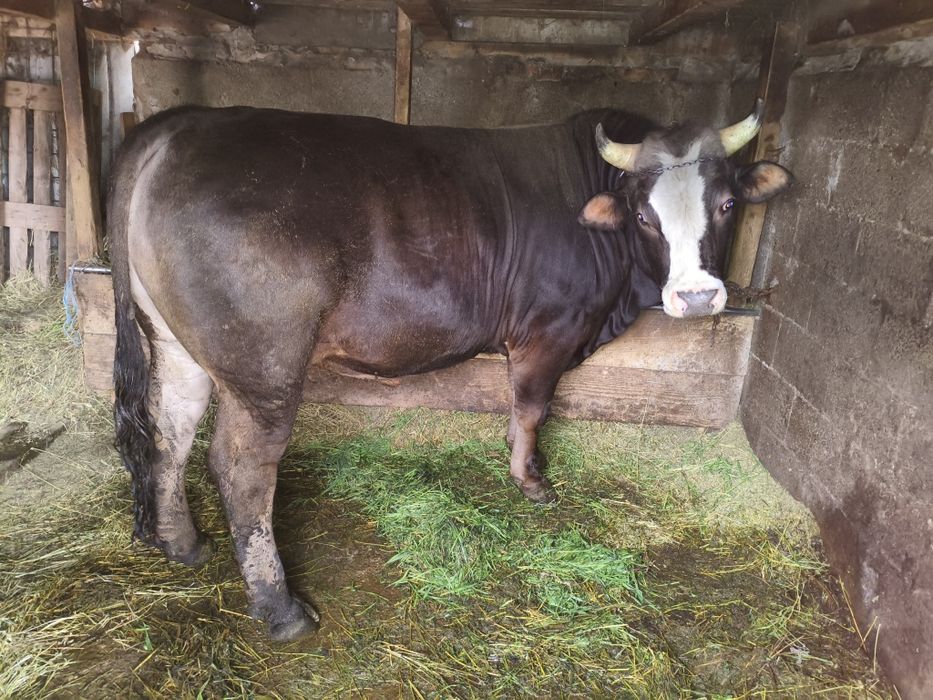 Taur de vânzare 750kg