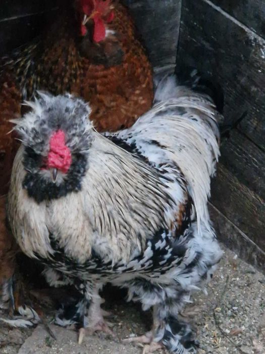 Oua pentru incubat si pui