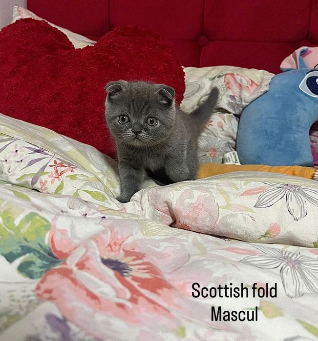 British Short Hair și Schotish Fold