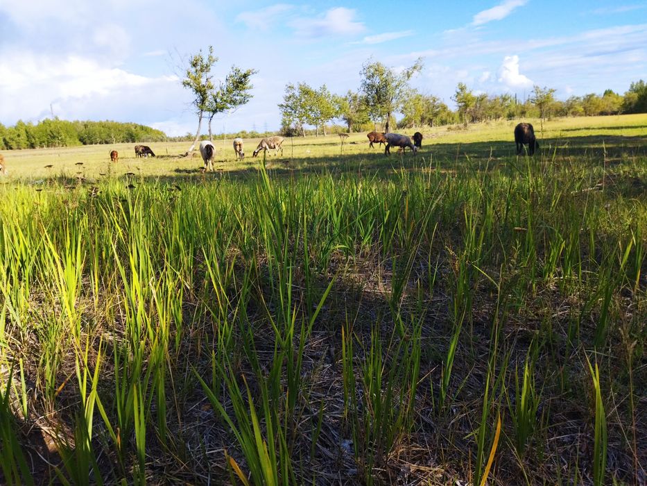 Продам баран молодняк