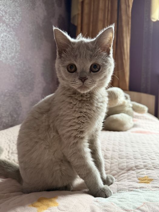 Продам котенка-девочку