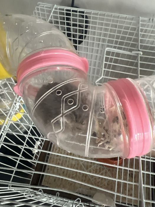 Продаю хомяка с домиком