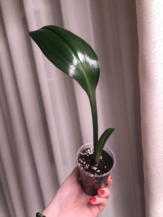 Эухарис (амазонская лилия)