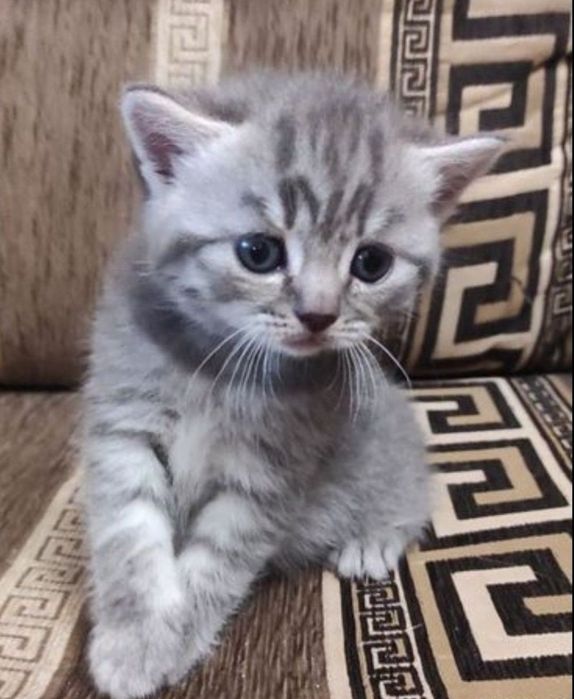 Котята млвьчики и девлчки 1 мес