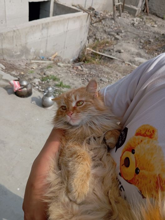 Mushuk zotdor sotiladi