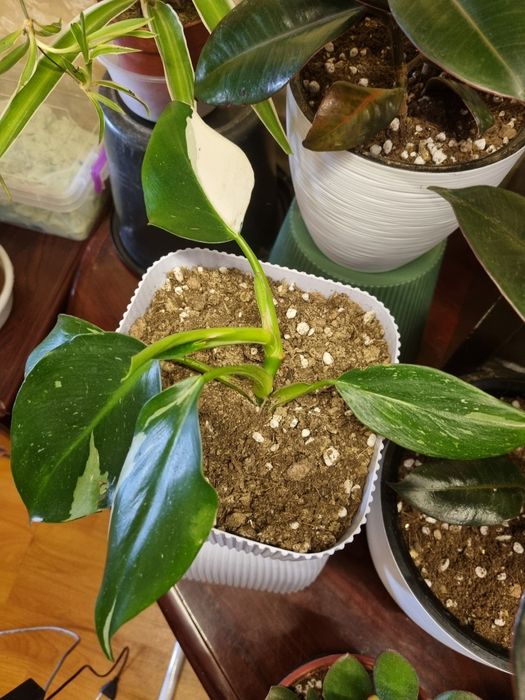 Комнатные цветы.Аглаонема "Snow White" и Филодендрон "White Princess"