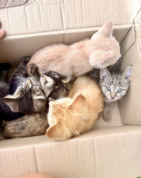 Срочно! Котята ищут дом!