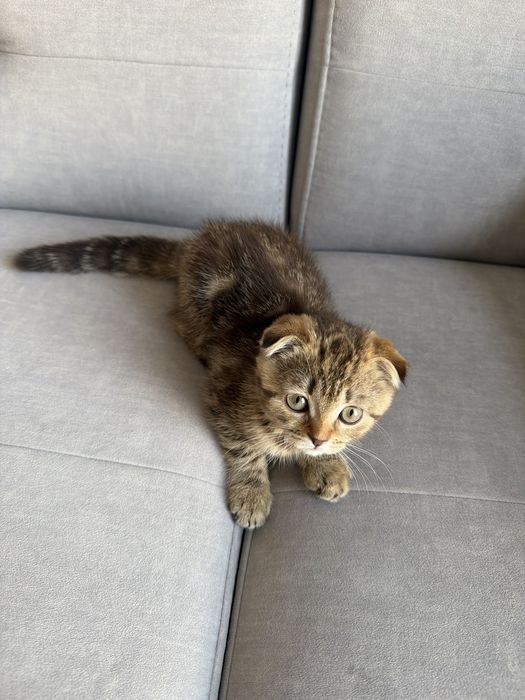 Шкоттиш фолд котенок
