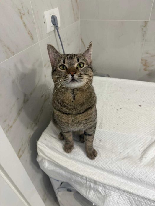 Adoptie motan sterilizat, 8 luni - Brasov