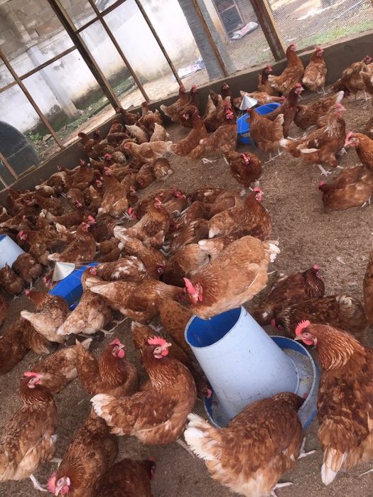 Vindem gaini de oua in toata tara