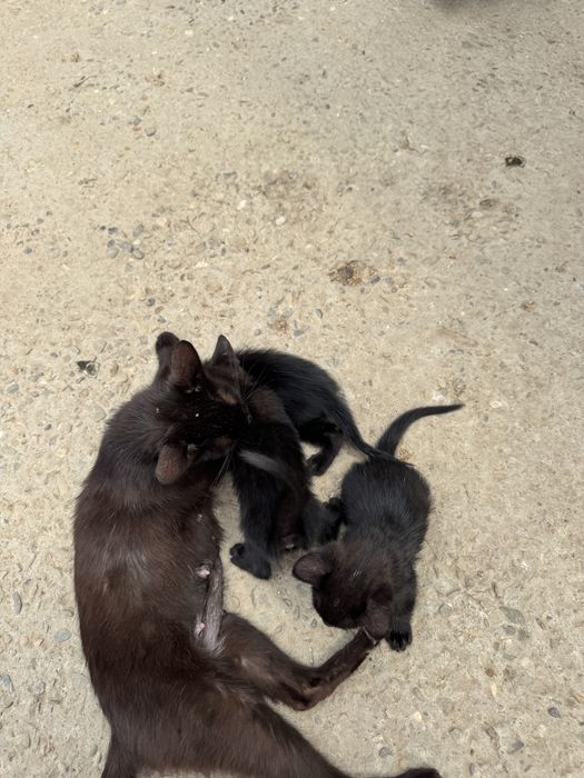 Dau spre adoptie 3 pisoiasi