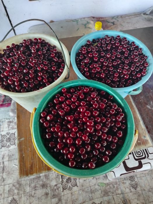 Вишня свежесобраная