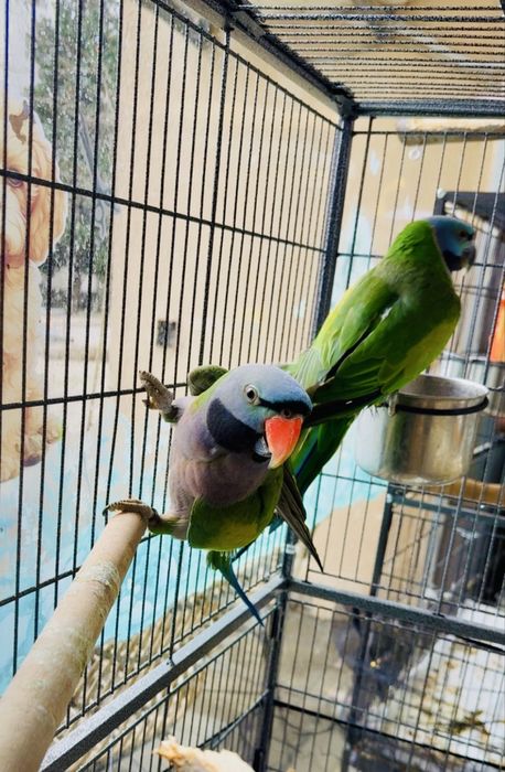 Двойка Китайски Александри