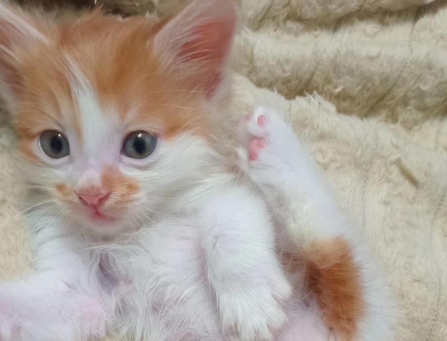 Котёнок - мальчик