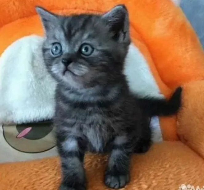 Шотланские котята