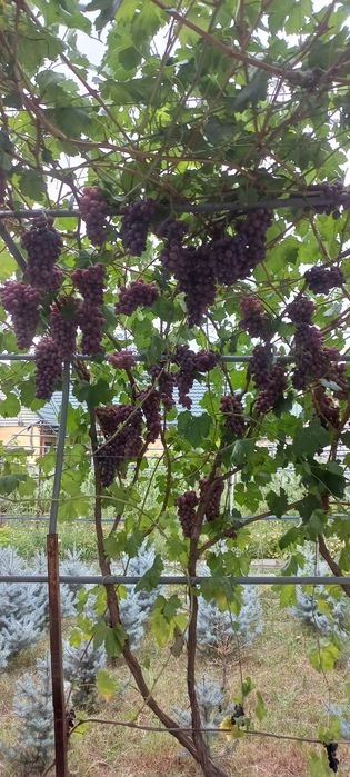 Продаю саженцы винограда элитные сорта