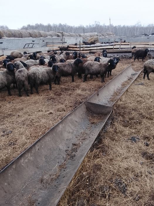 Продам овец матки и молодняк