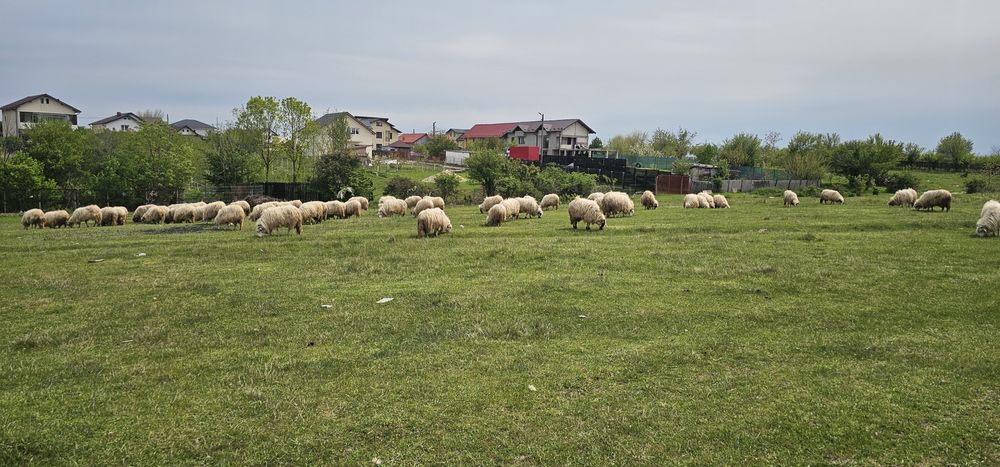 Vand Oi rasa Turcane  Sebes Alba