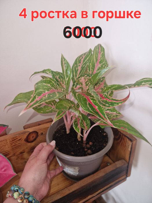 Продам комнатные цветы аглаонема