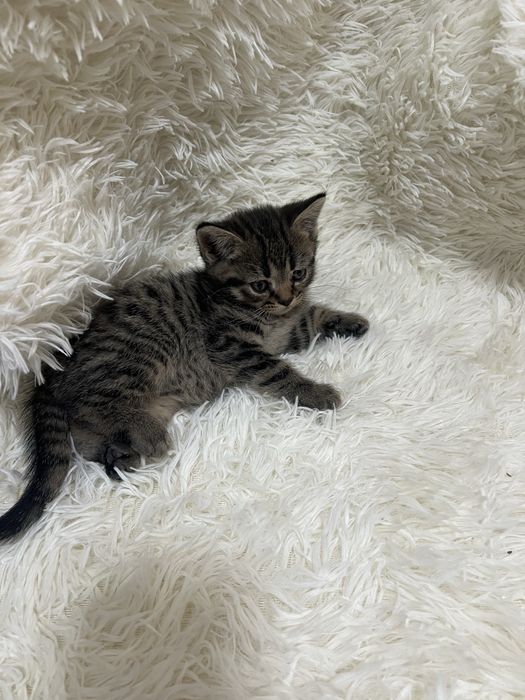 Котята шотлаские