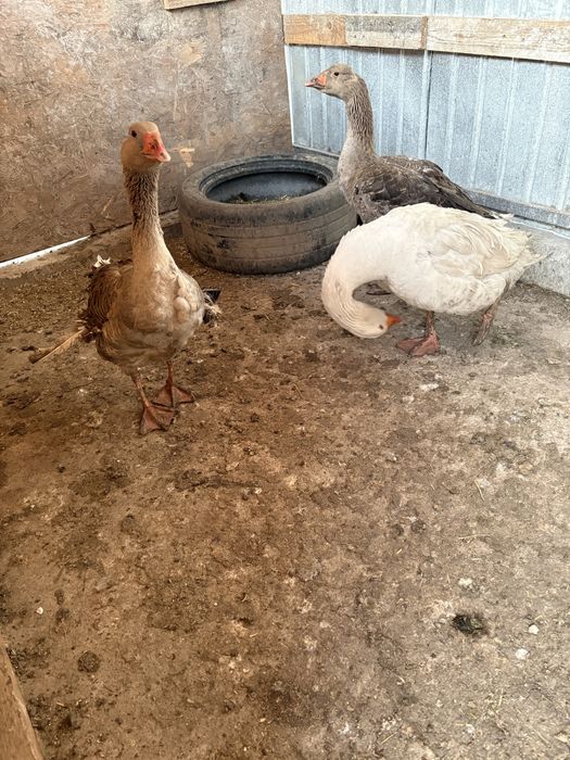 2 gaste si un gansac Ineu • OLX.ro