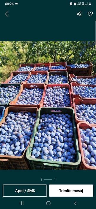 Vând prune pentru țuică