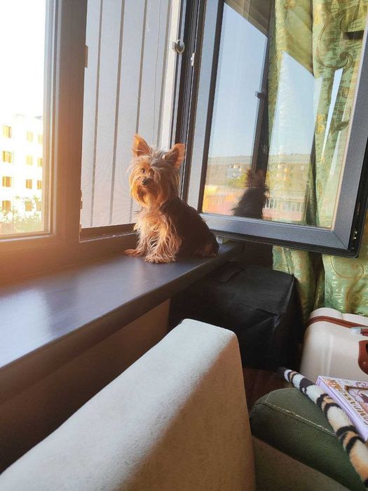 Требуется мальчик для вязки