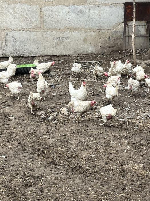 Куры несушки 67 штук