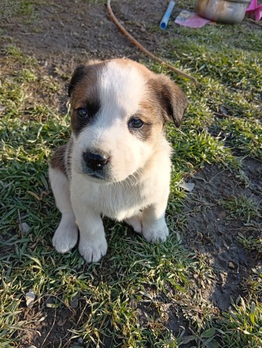 Щенки в добрые руки