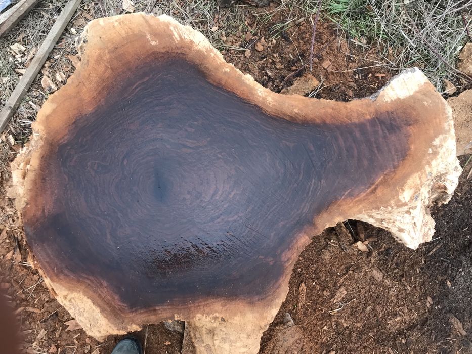 Корен от вековен орех.