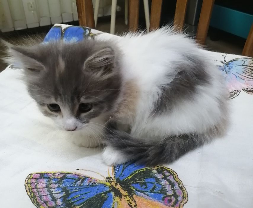 Отдам кошечку в добрые руки
