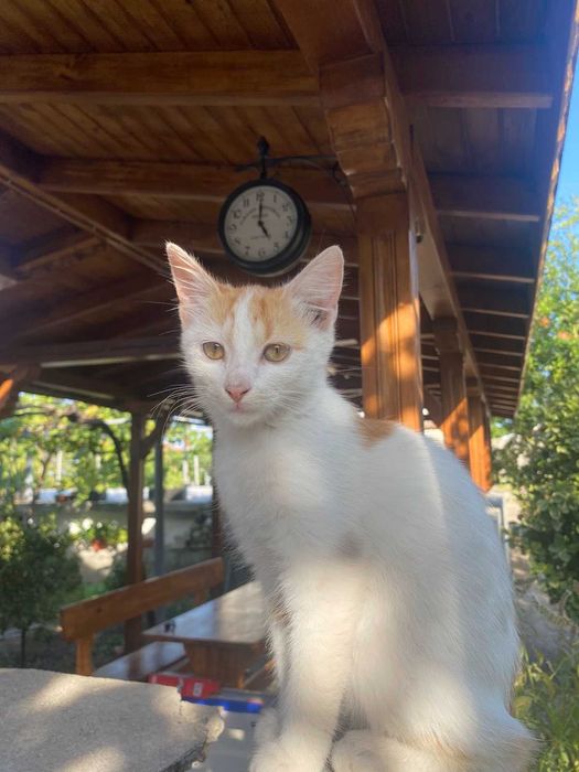 Подарявам малки котенца