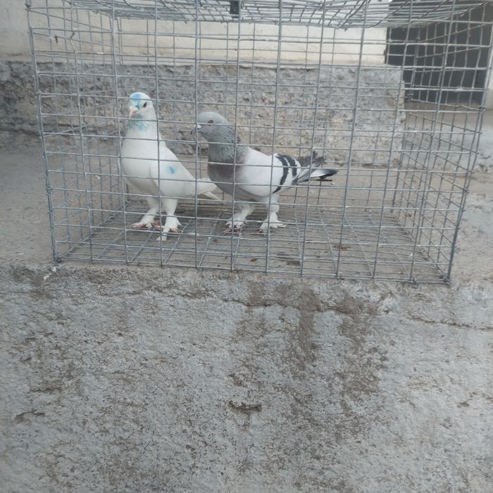 Такла бели касан оба самец лет с игрой