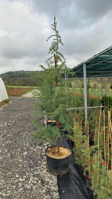 Хималайски Кедър 2-2,20м