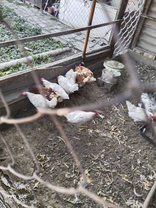Продам кур несушек (белые красные)